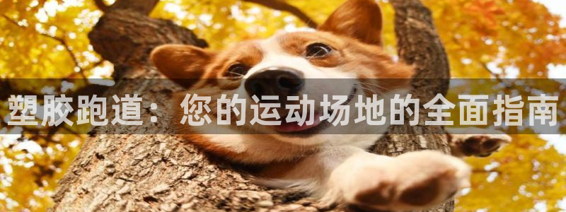 尊龙人生就是博一下阿扎尔：塑胶跑道：您的运动场地的全面指南