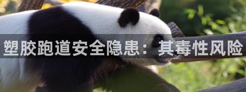 尊龙凯时平台还是万博好：塑胶跑道安全隐患：其毒性风险